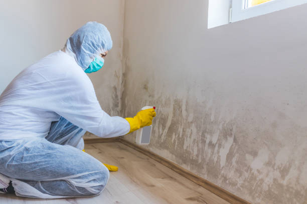 Licensed Mold Remediation service in Belleair Beach, FL - WQB Mold Removal